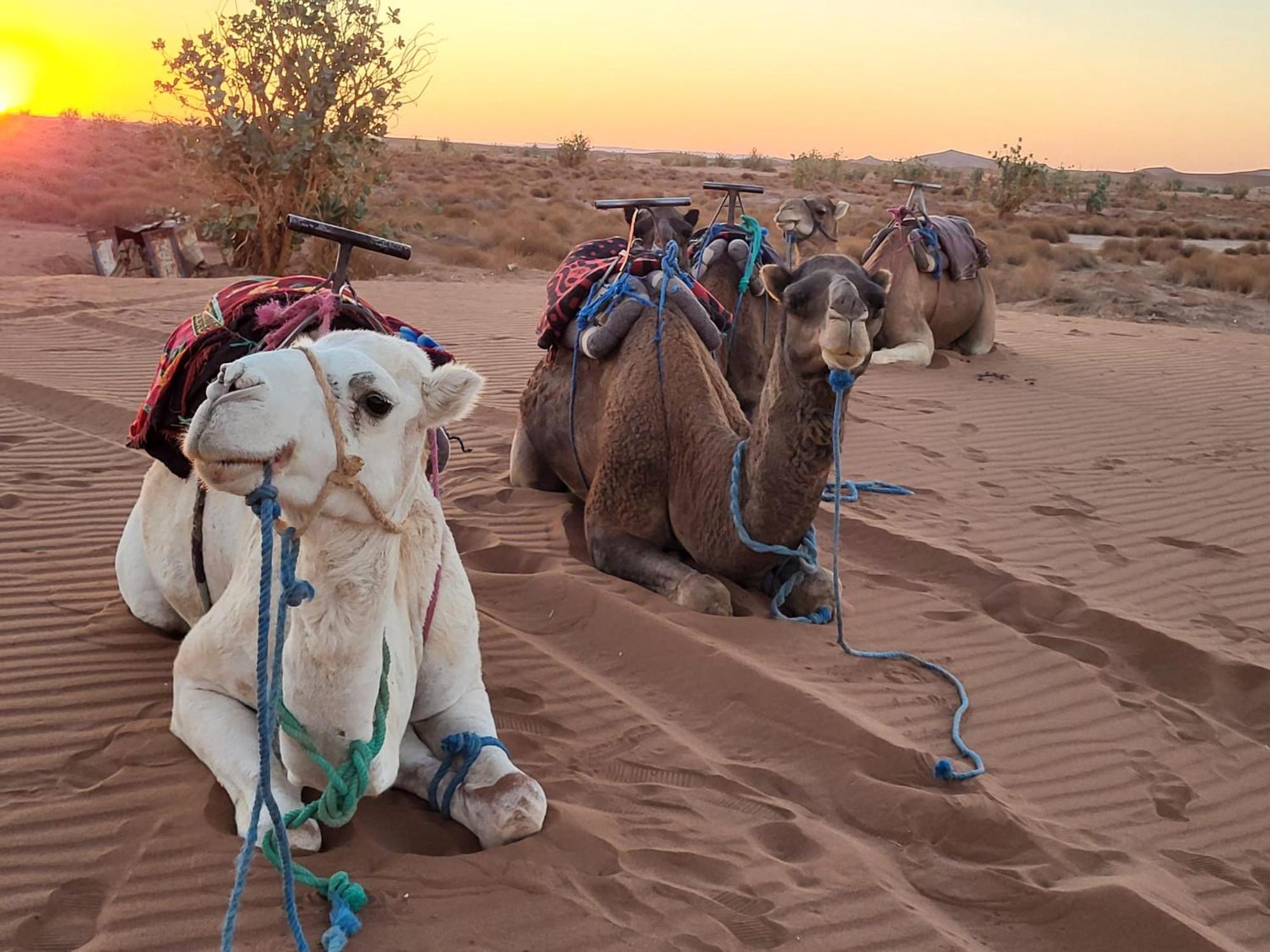 Desert Chegaga Luxury Camp El Gouera Eksteriør billede