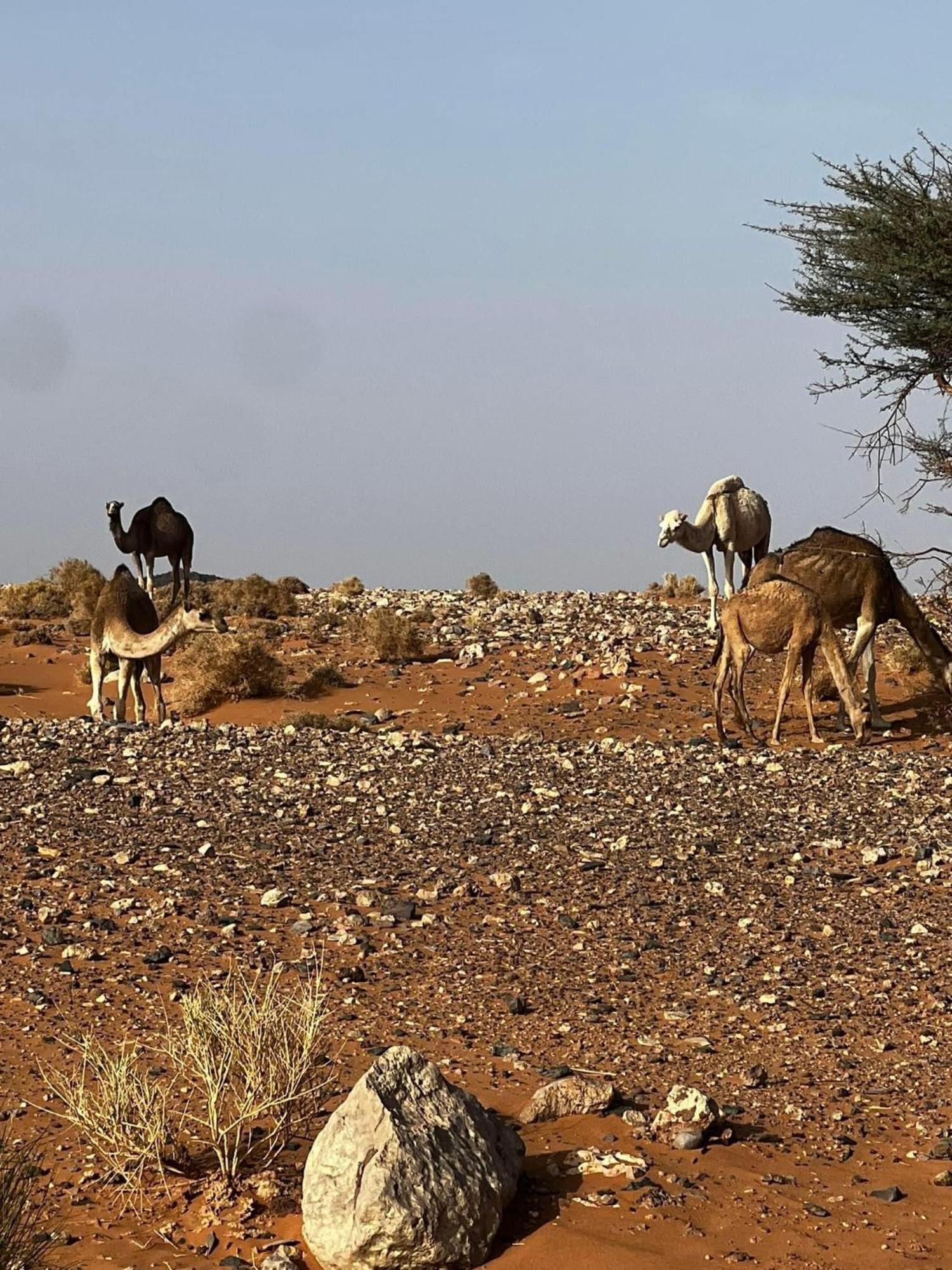Desert Chegaga Luxury Camp El Gouera Eksteriør billede
